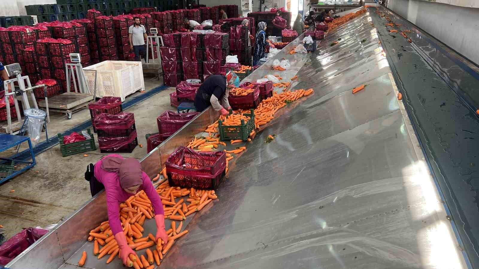 Tarladan sofraya havuç kadınların ellerinden geliyor