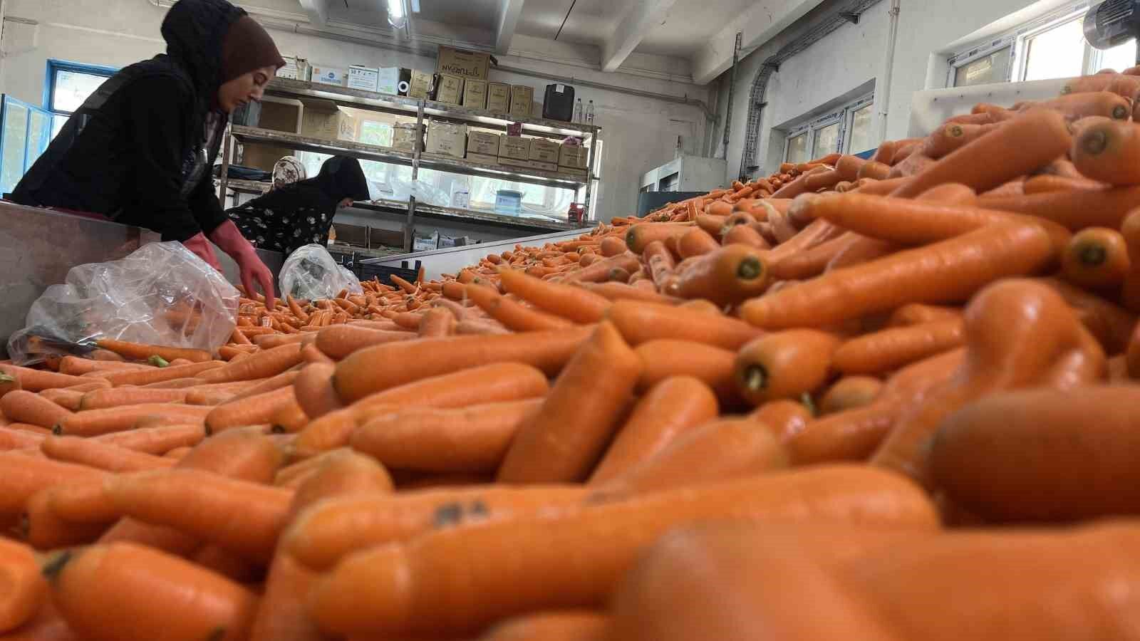 Tarladan sofraya havuç kadınların ellerinden geliyor