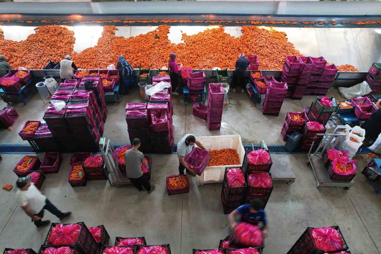 Tarladan sofraya havuç kadınların ellerinden geliyor