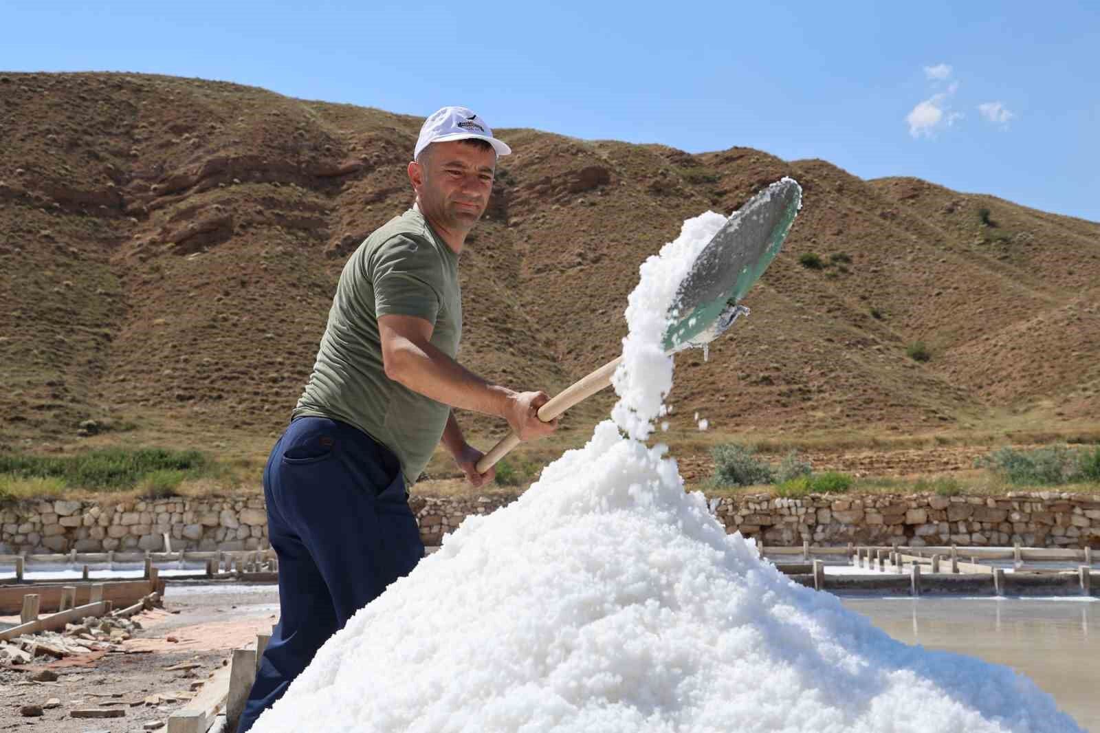 Beyaz altın hasadı başladı