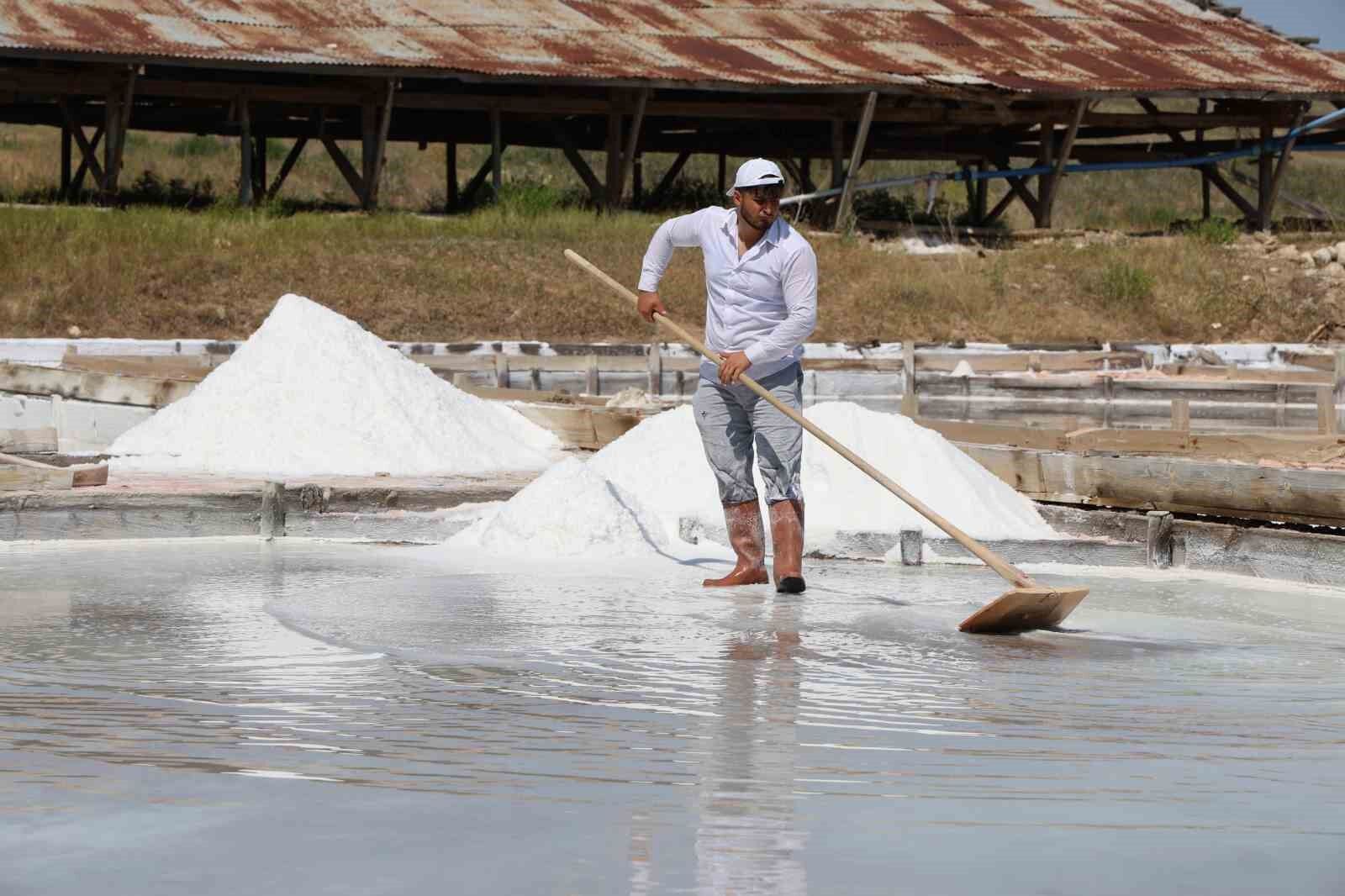 Beyaz altın hasadı başladı
