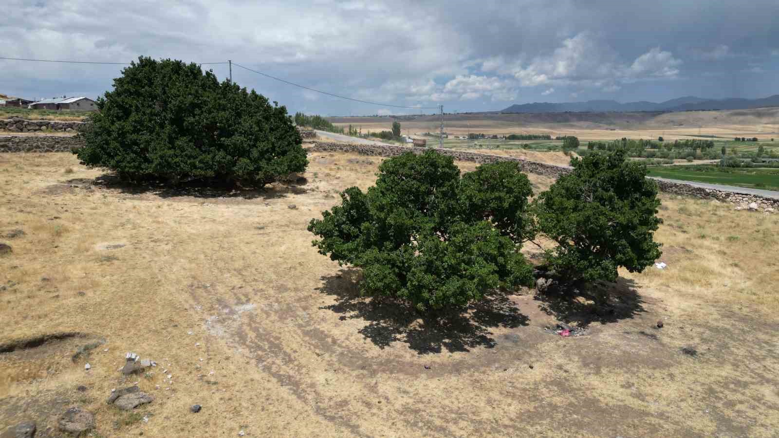 Asırlık dut ağaçları zamana meydan okuyor