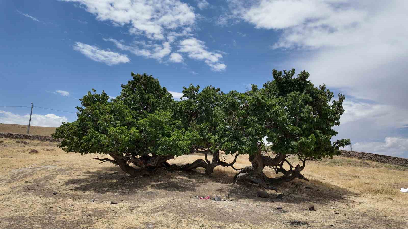 Asırlık dut ağaçları zamana meydan okuyor