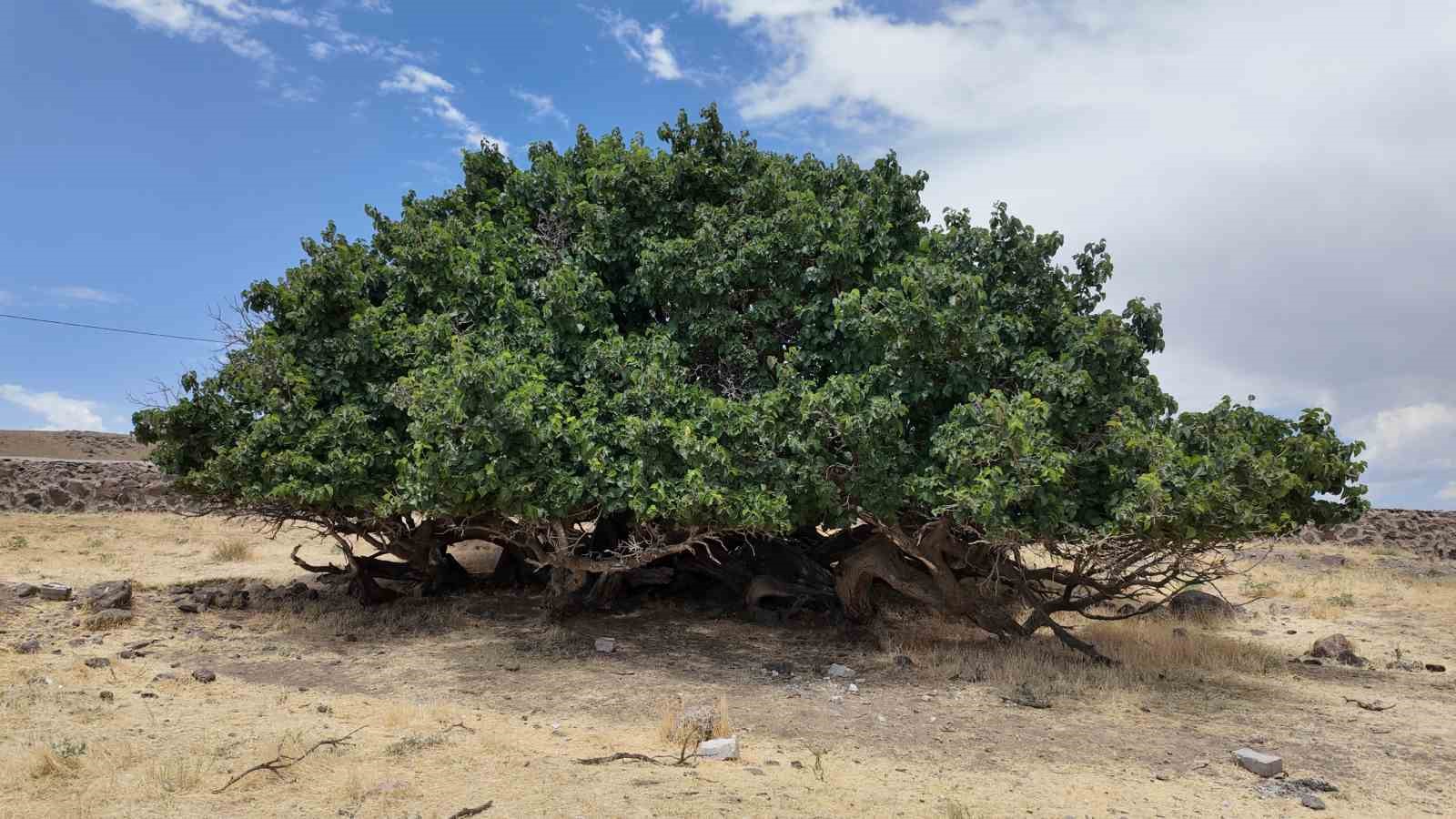 Asırlık dut ağaçları zamana meydan okuyor