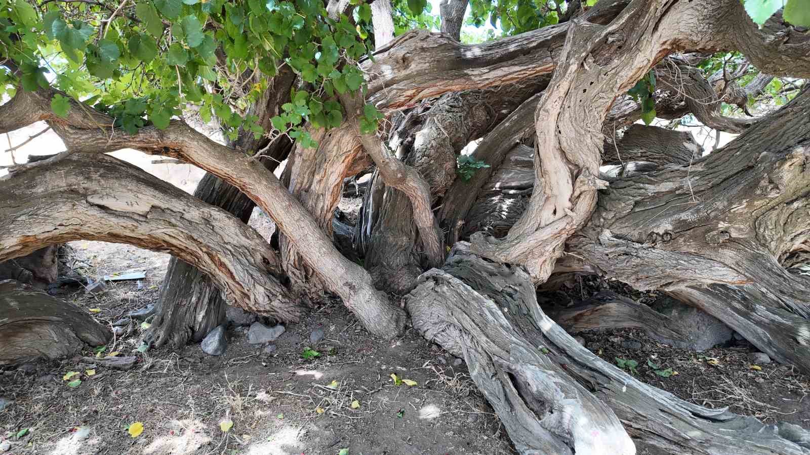 Asırlık dut ağaçları zamana meydan okuyor