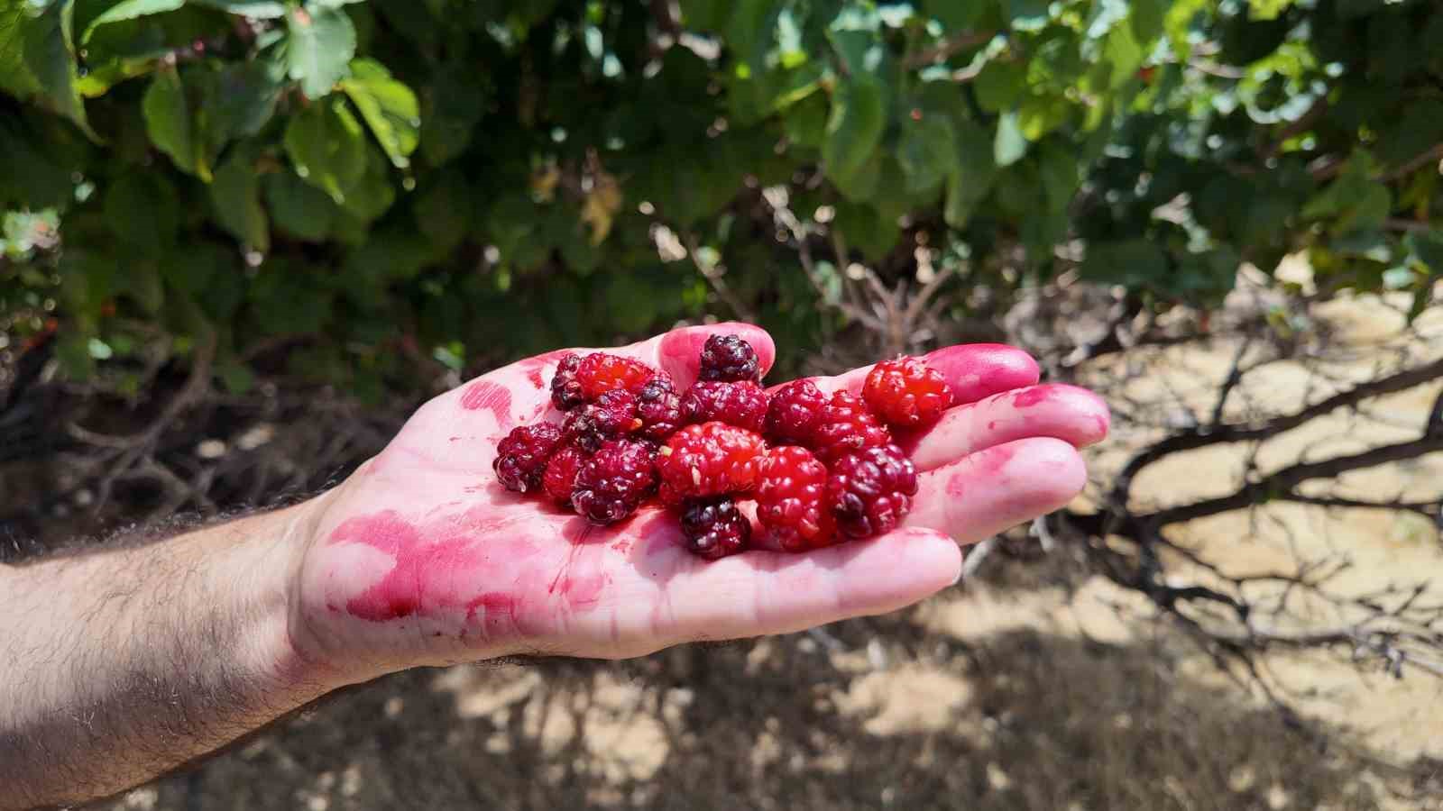 Asırlık dut ağaçları zamana meydan okuyor