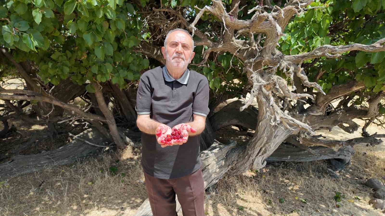 Asırlık dut ağaçları zamana meydan okuyor