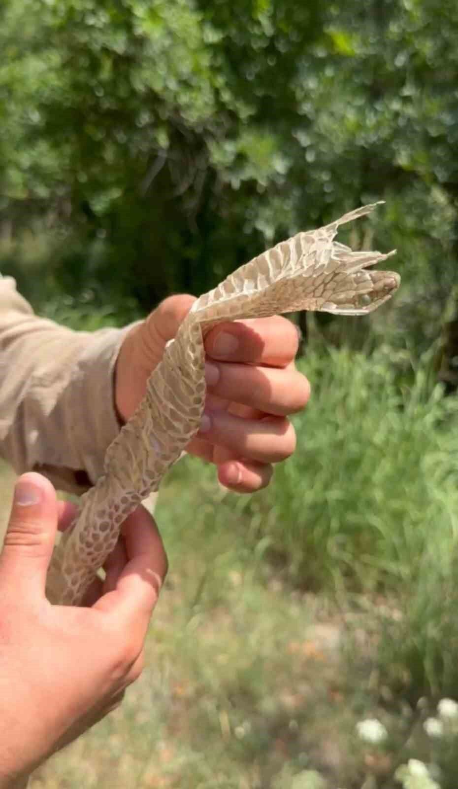 Yüksekova’da en zehirli türlerden birine ait olduğu değerlendirilen yılan derisi bulundu