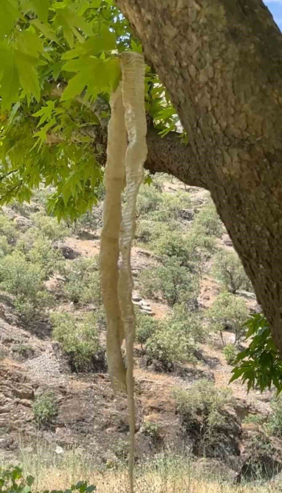 Yüksekova’da en zehirli türlerden birine ait olduğu değerlendirilen yılan derisi bulundu