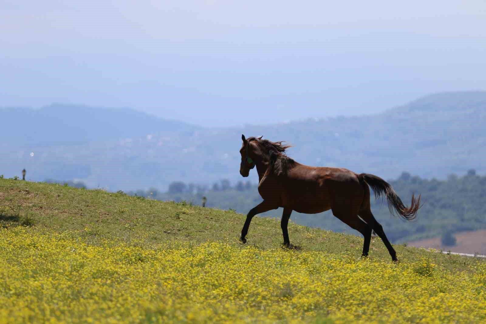 Genetik kodları milyon ediyor