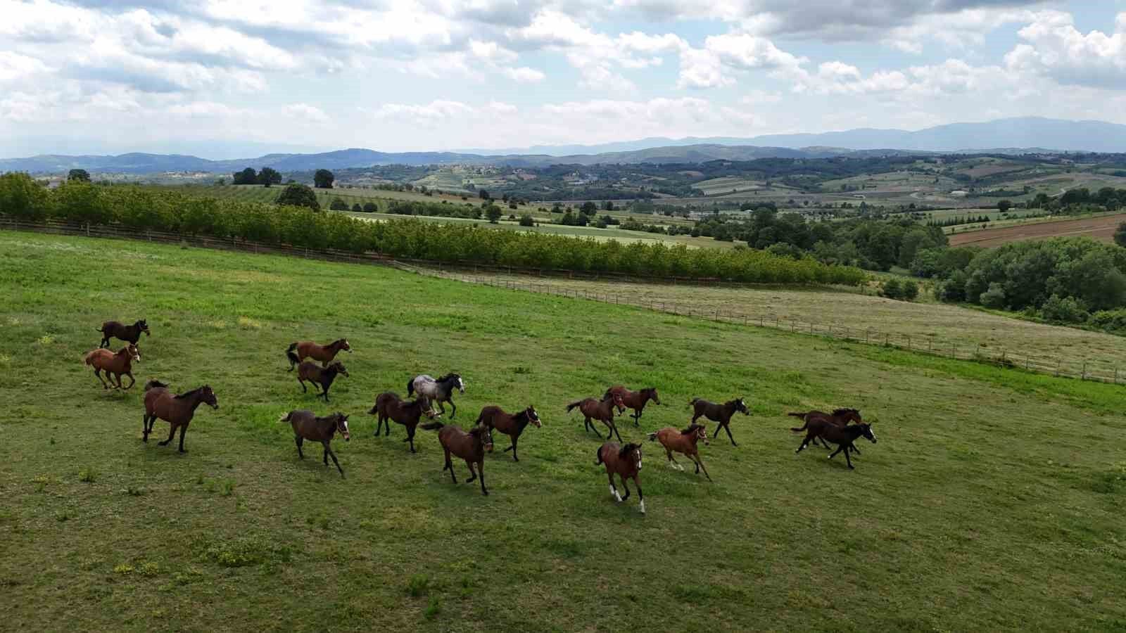 Genetik kodları milyon ediyor