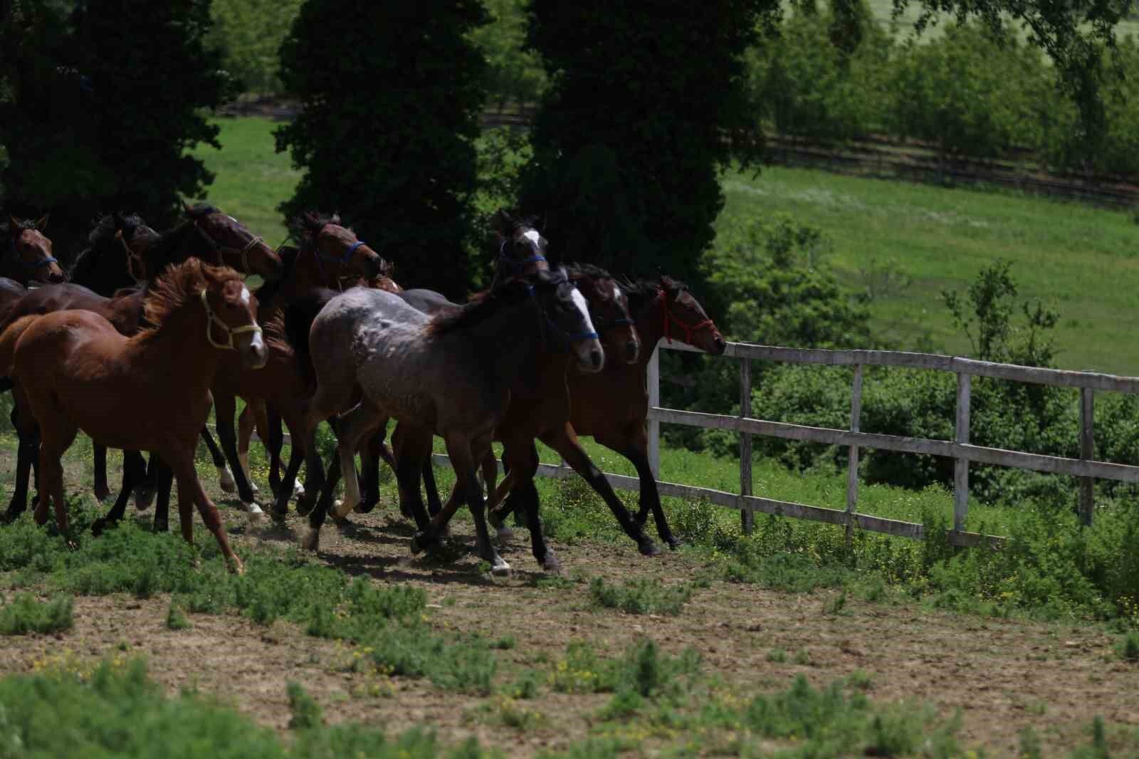 Genetik kodları milyon ediyor