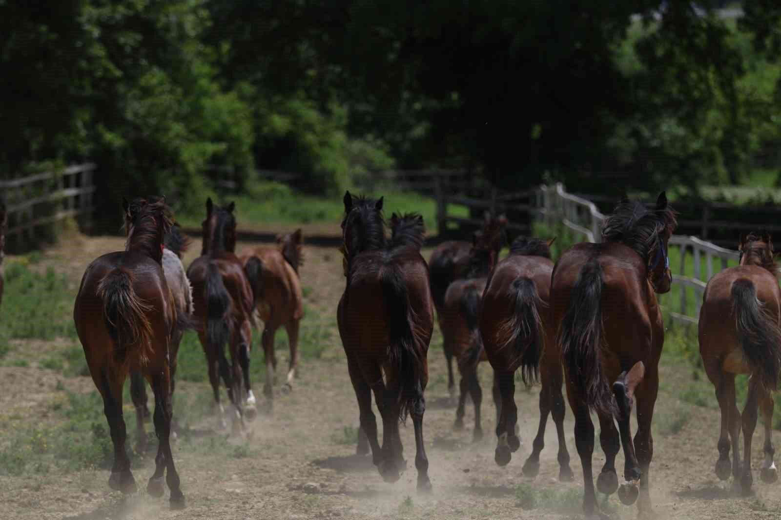 Genetik kodları milyon ediyor