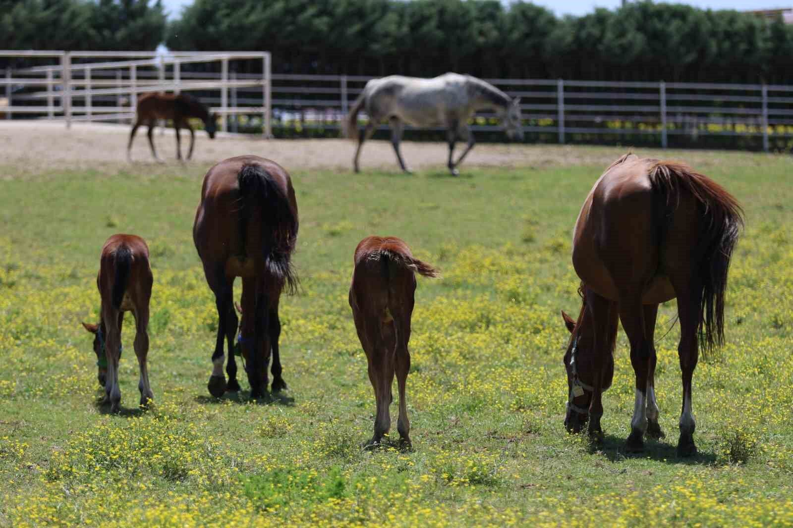Genetik kodları milyon ediyor