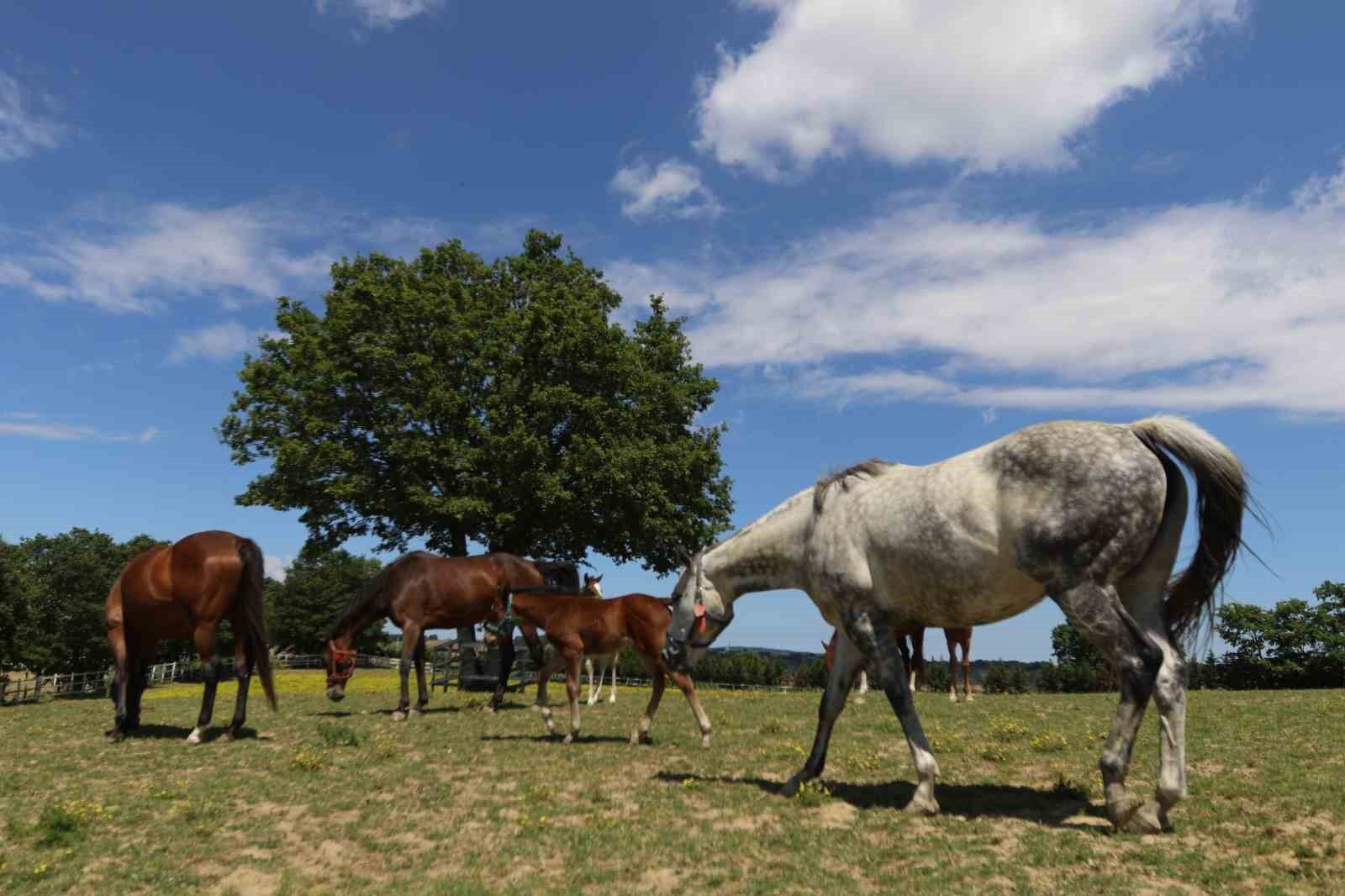 Genetik kodları milyon ediyor