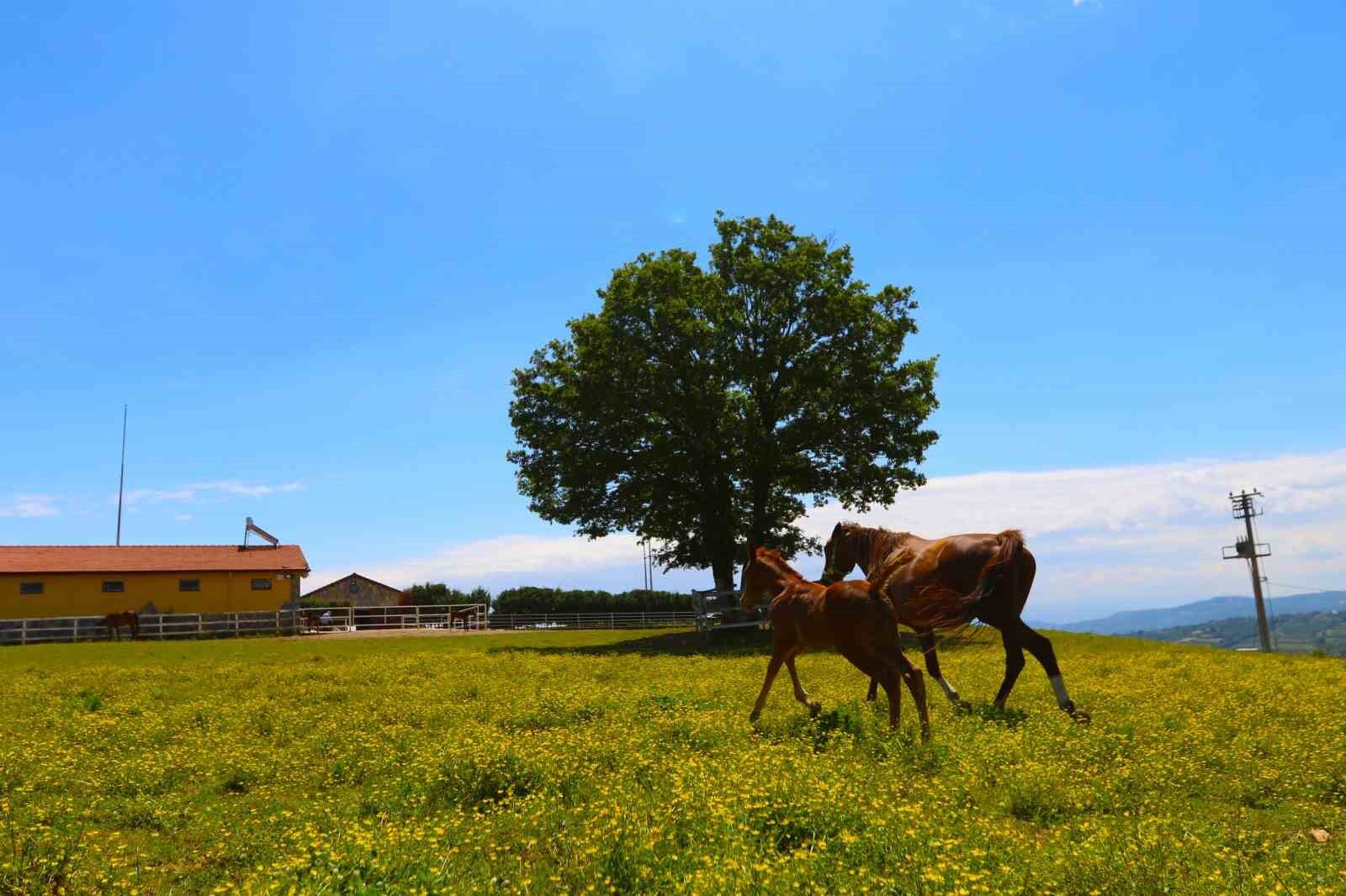 Genetik kodları milyon ediyor