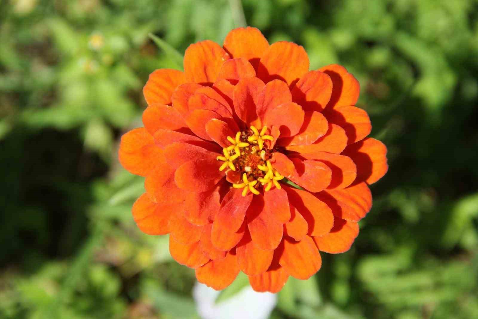 Van’daki cadde ve kavşaklar çiçek açtı