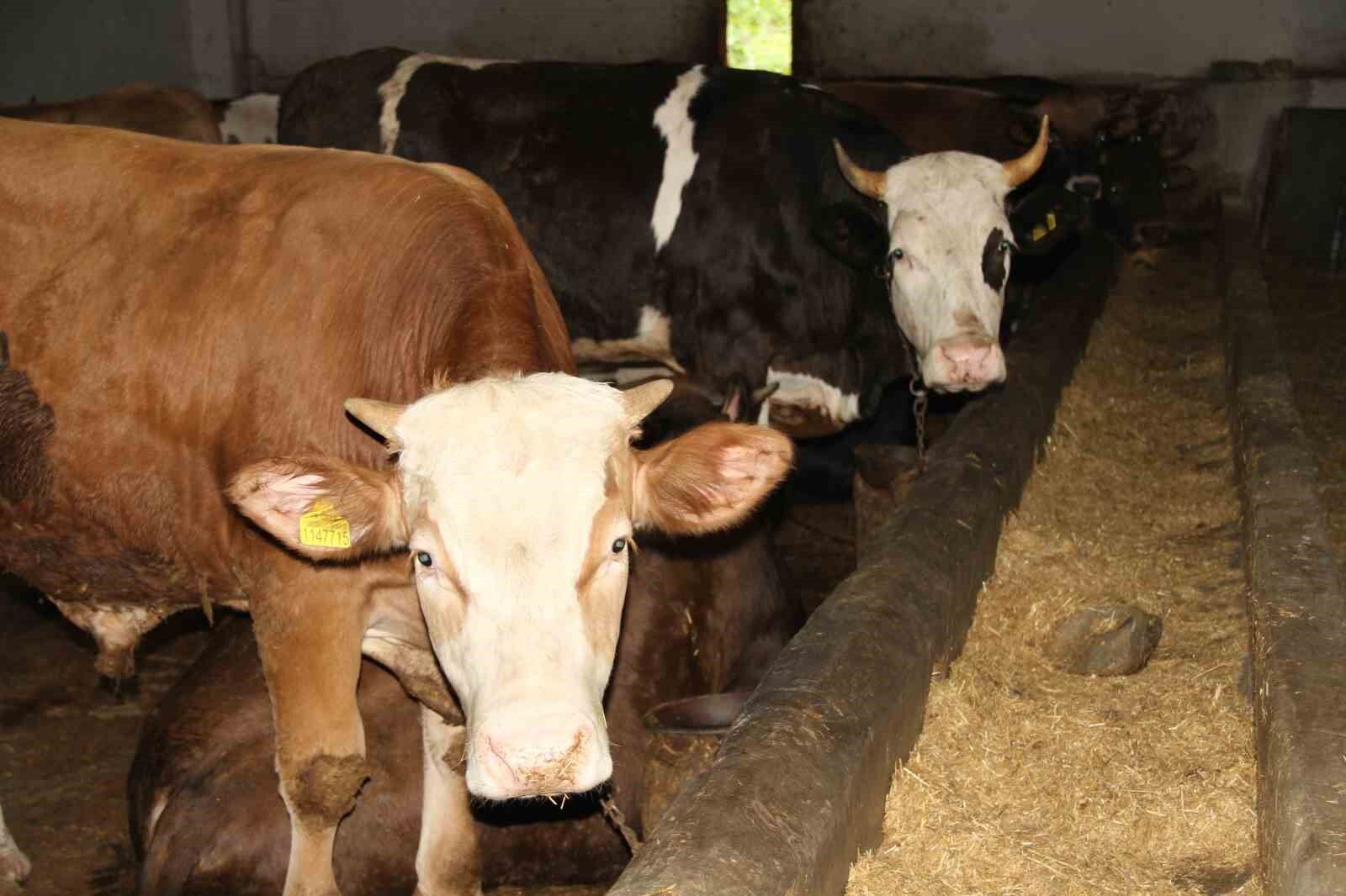 Et fiyatlarındaki düşüşle ilgili üreticilerden uyarı: 