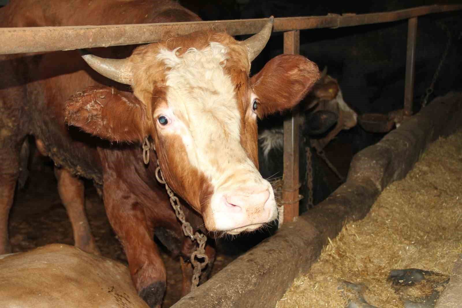 Et fiyatlarındaki düşüşle ilgili üreticilerden uyarı: 