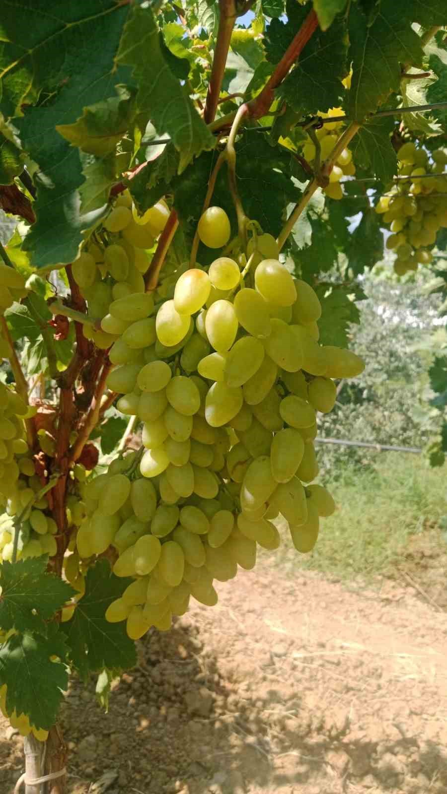 Sarıgöl Ovası’nda erkenci üzüm alımları başladı