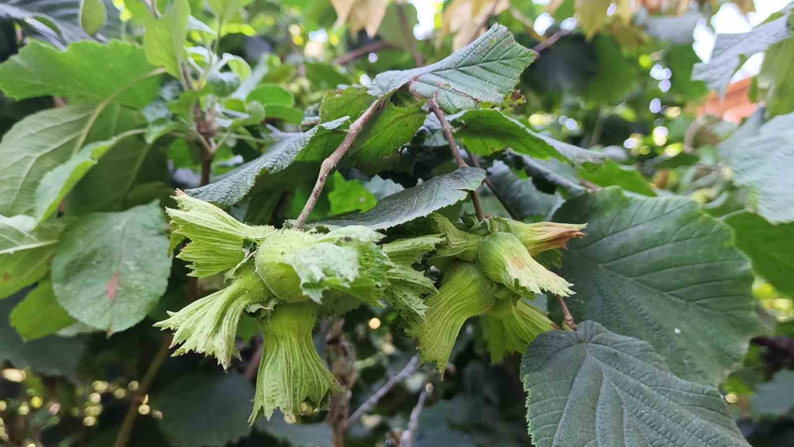 Ziraat mühendisinden fındığın maliyeti hesabı: 222 TL