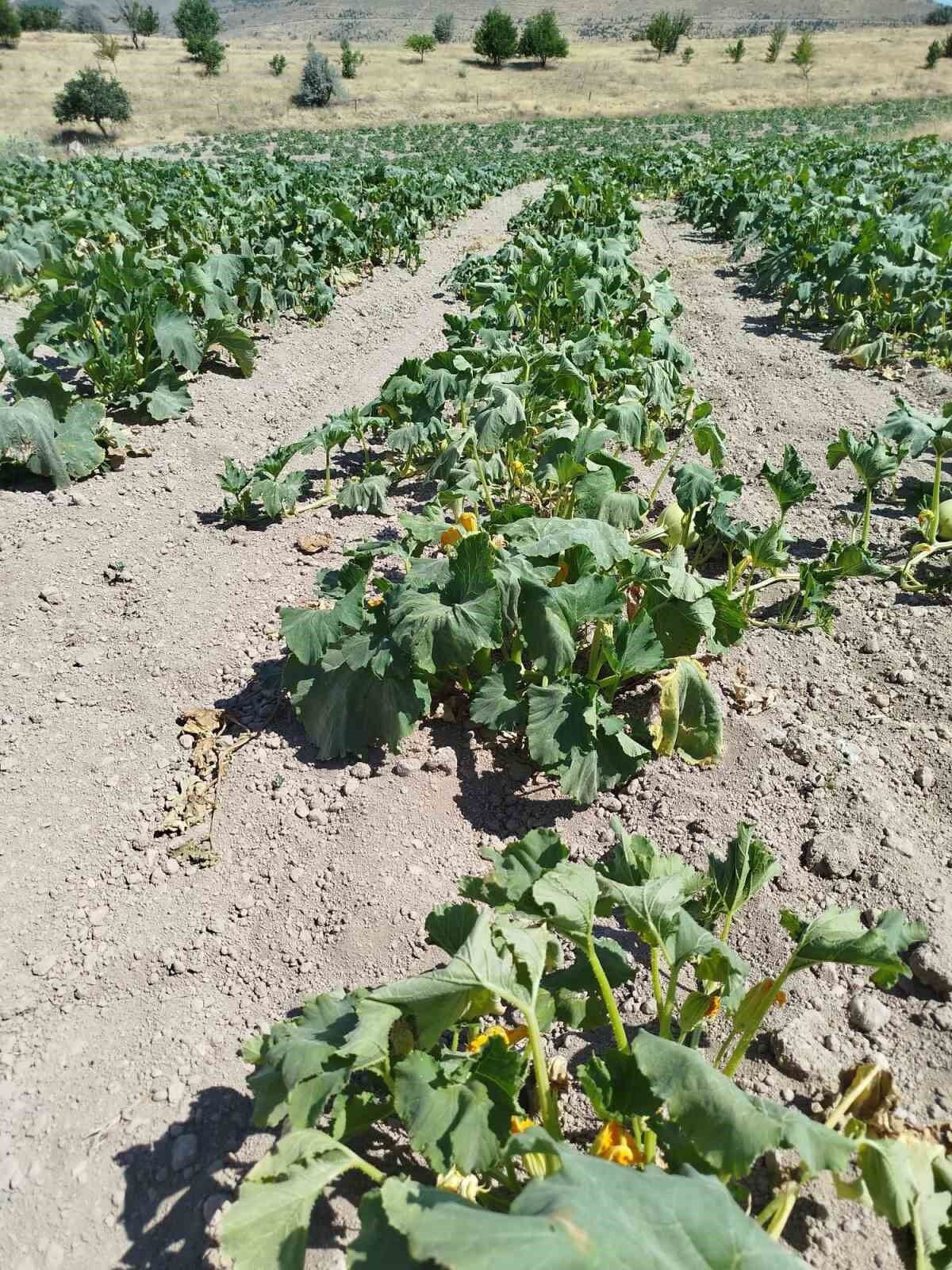 Kabak üreticileri, yağış olmadığı için dertli