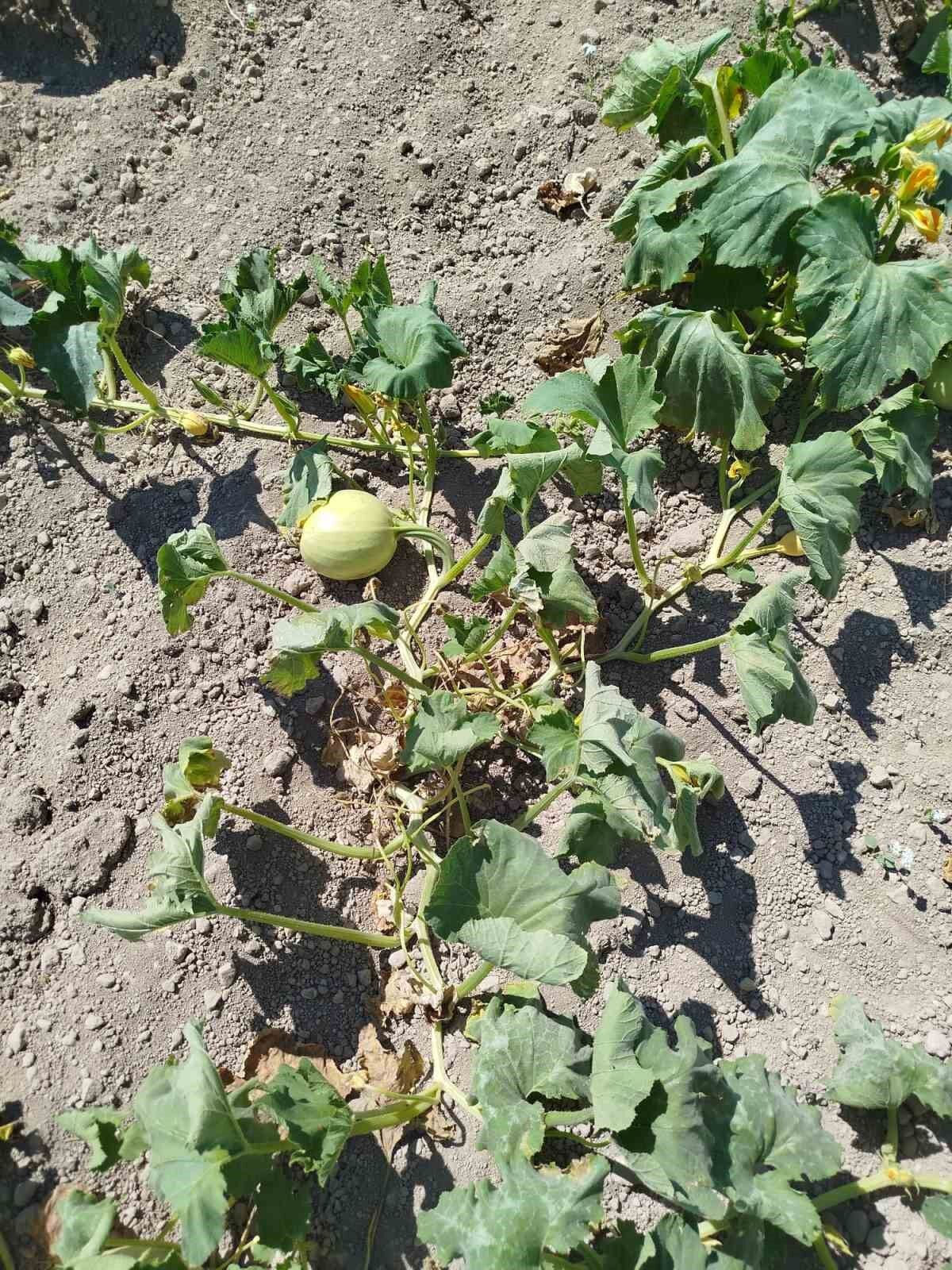 Kabak üreticileri, yağış olmadığı için dertli