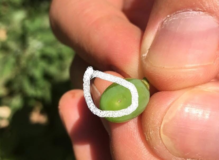 Bağcılara salkım güvesi uyarısı