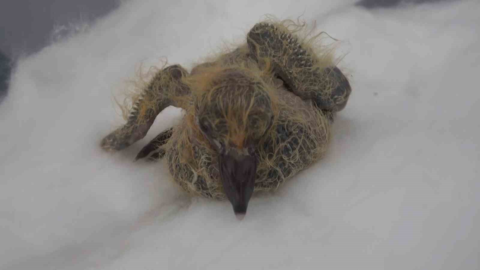 Ölmek üzereyken bulduğu kuşu ağzıyla besliyor