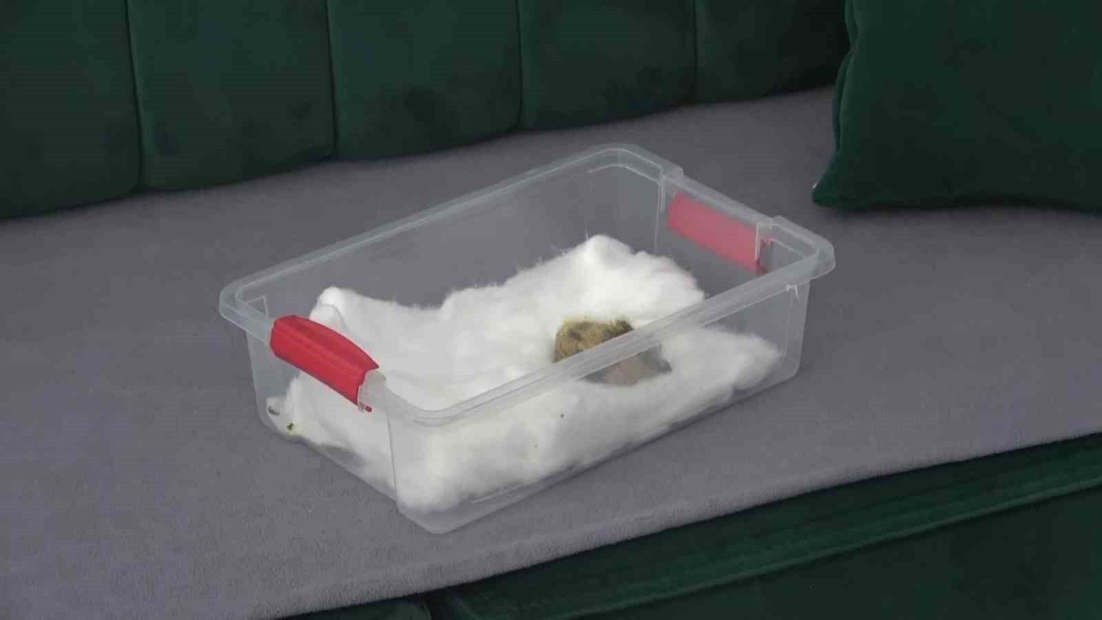 Ölmek üzereyken bulduğu kuşu ağzıyla besliyor