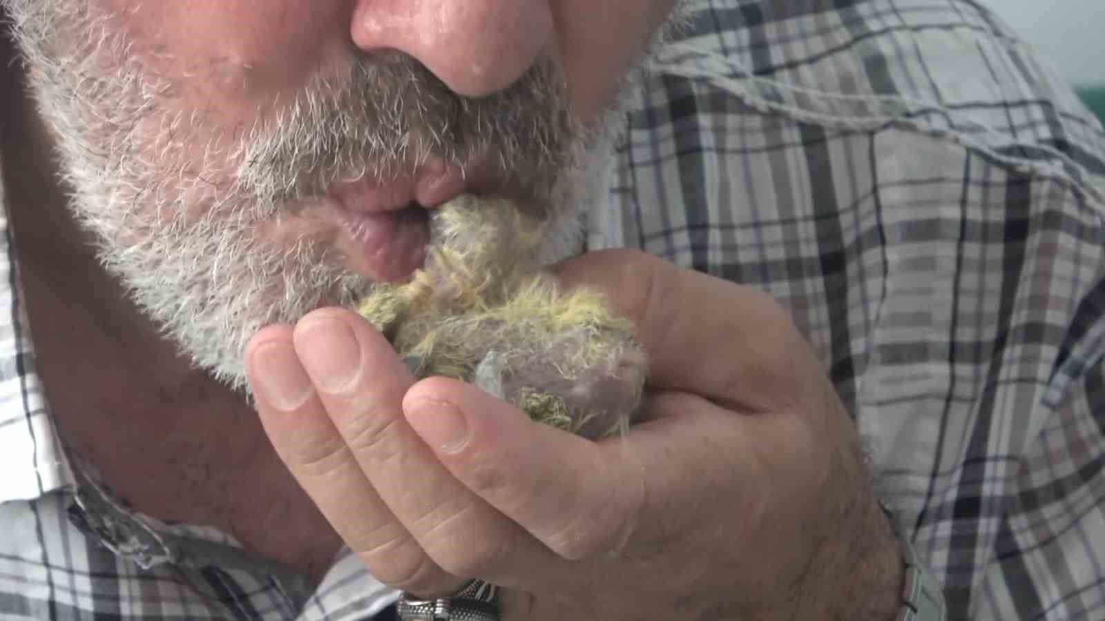 Ölmek üzereyken bulduğu kuşu ağzıyla besliyor