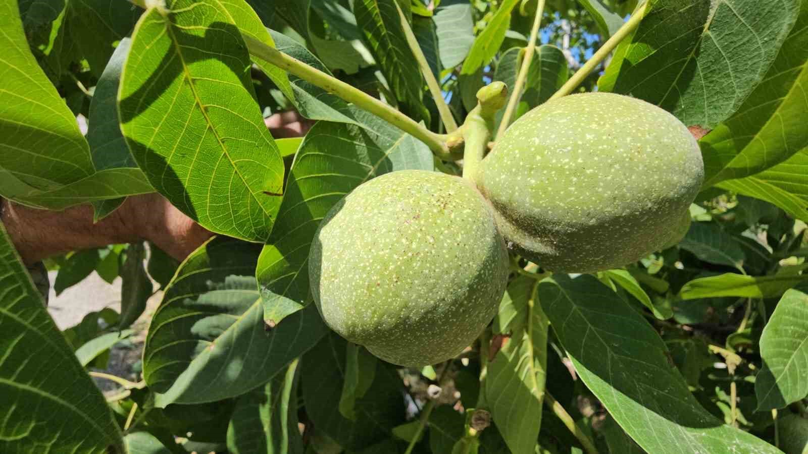 Adilcevaz’da ceviz rekoltesinde rekor beklenti