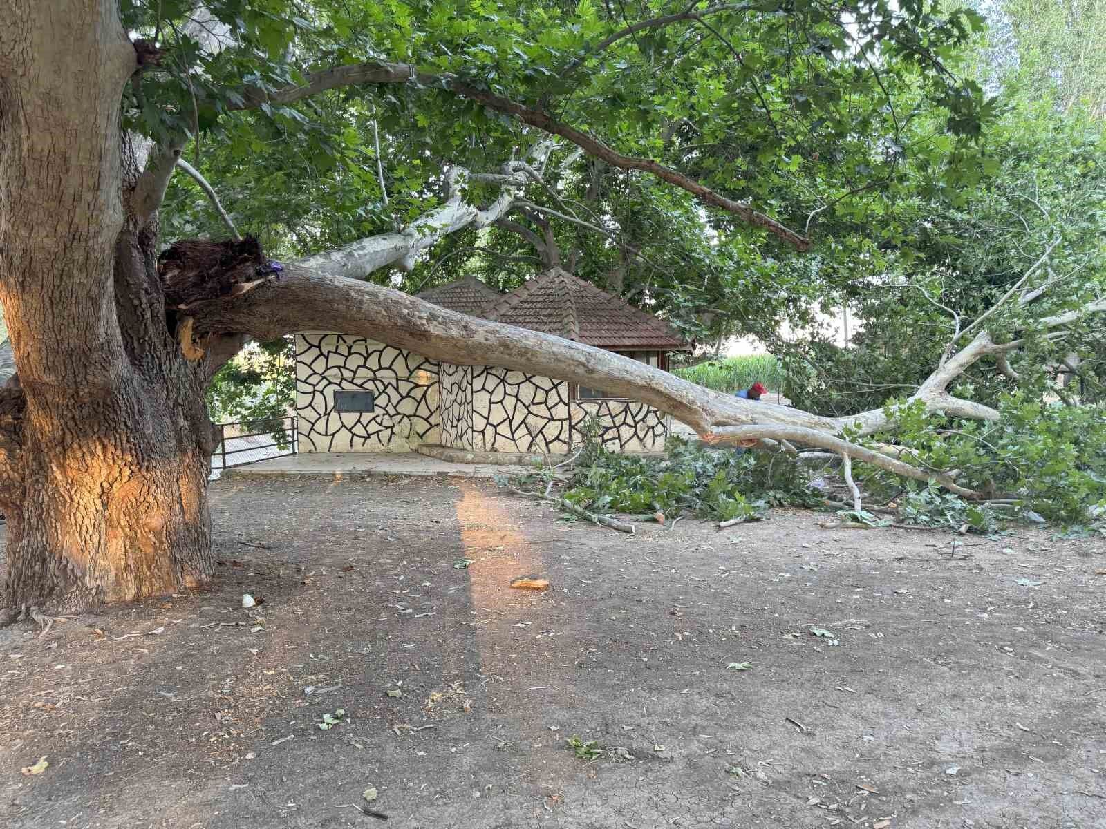 Piknik alanında ağacın dalı vatandaşların üzerine devrildi: 11 yaralı
