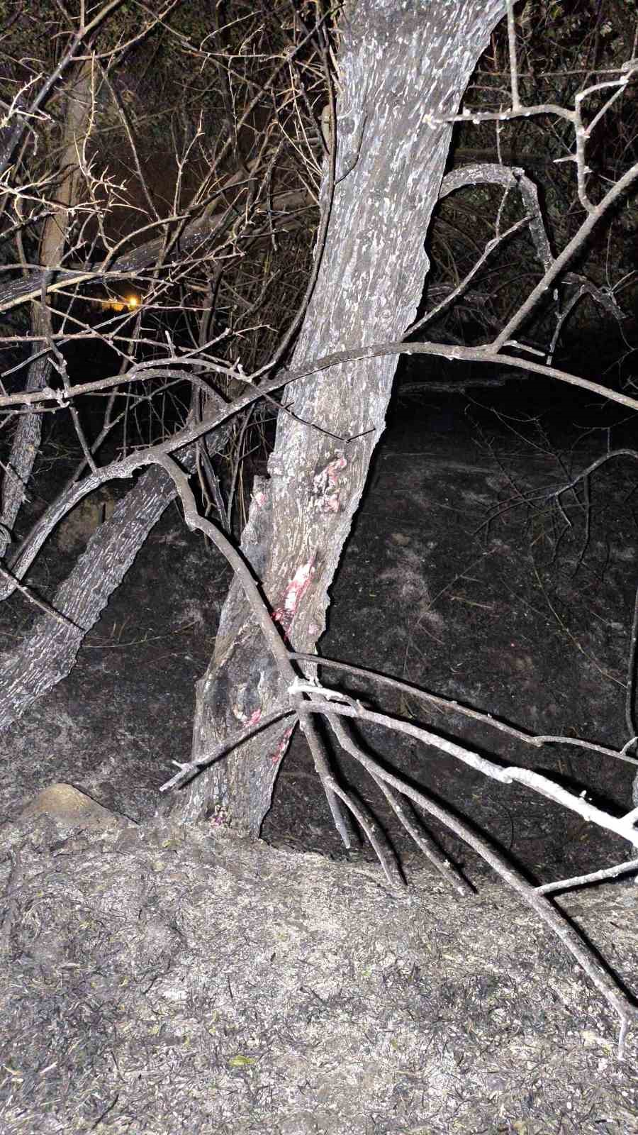 Van’da ağaçlık alanda yangın