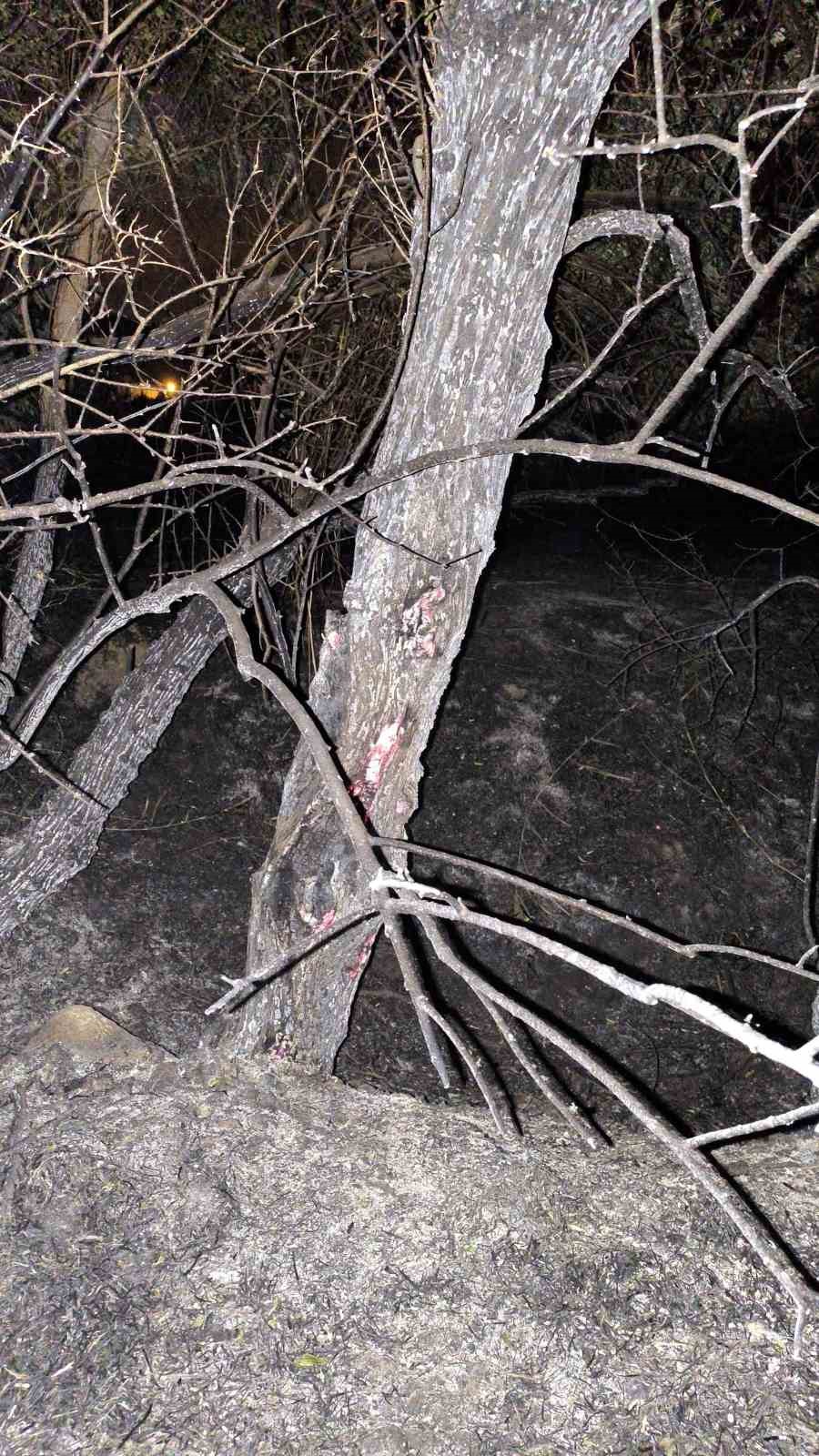 Van’da ağaçlık alanda yangın