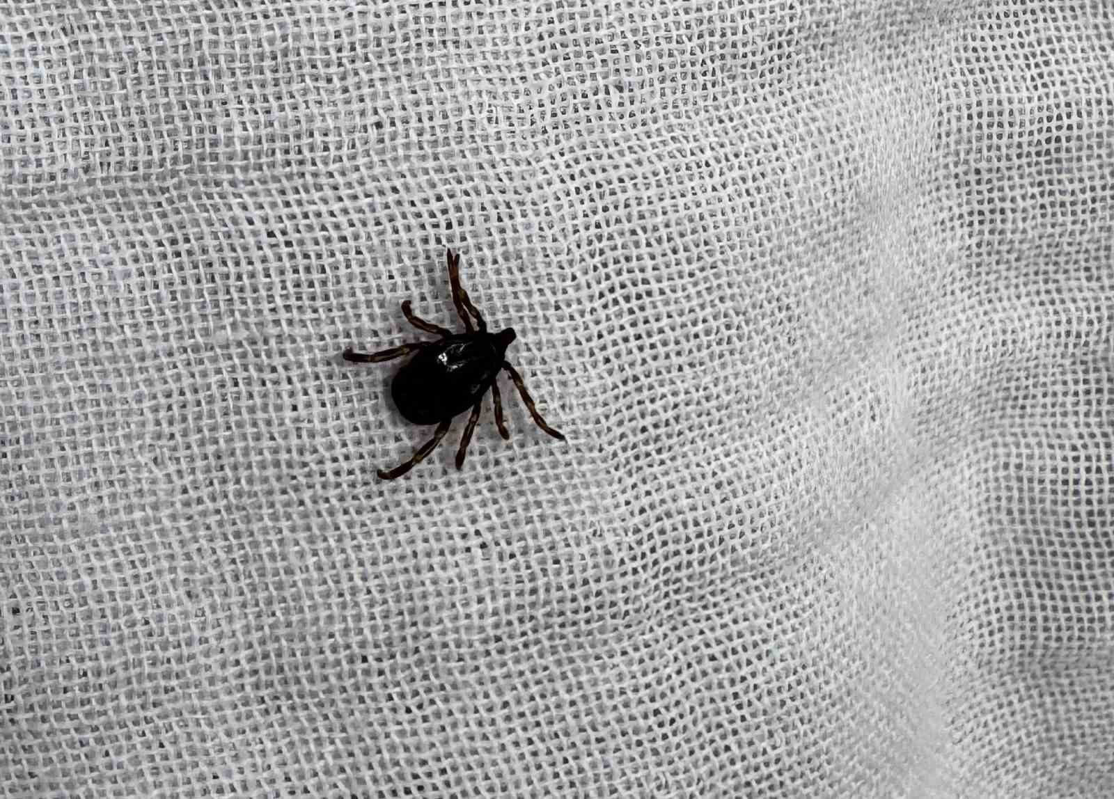 Keneyi vücuttan çıkartırken dikkat