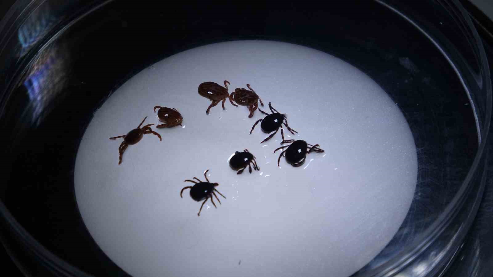 Keneyi vücuttan çıkartırken dikkat