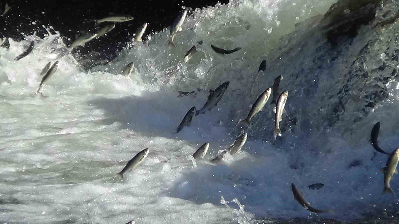 Van’da 3 aylık süreçte kaçak avlanan 78 ton inci kefaline el konuldu