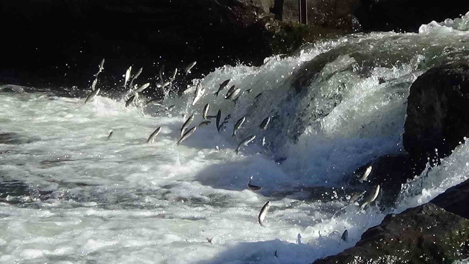 Van’da 3 aylık süreçte kaçak avlanan 78 ton inci kefaline el konuldu