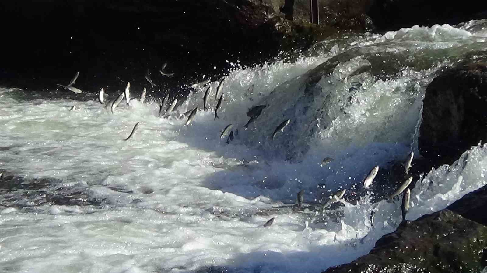 Van’da 3 aylık süreçte kaçak avlanan 78 ton inci kefaline el konuldu