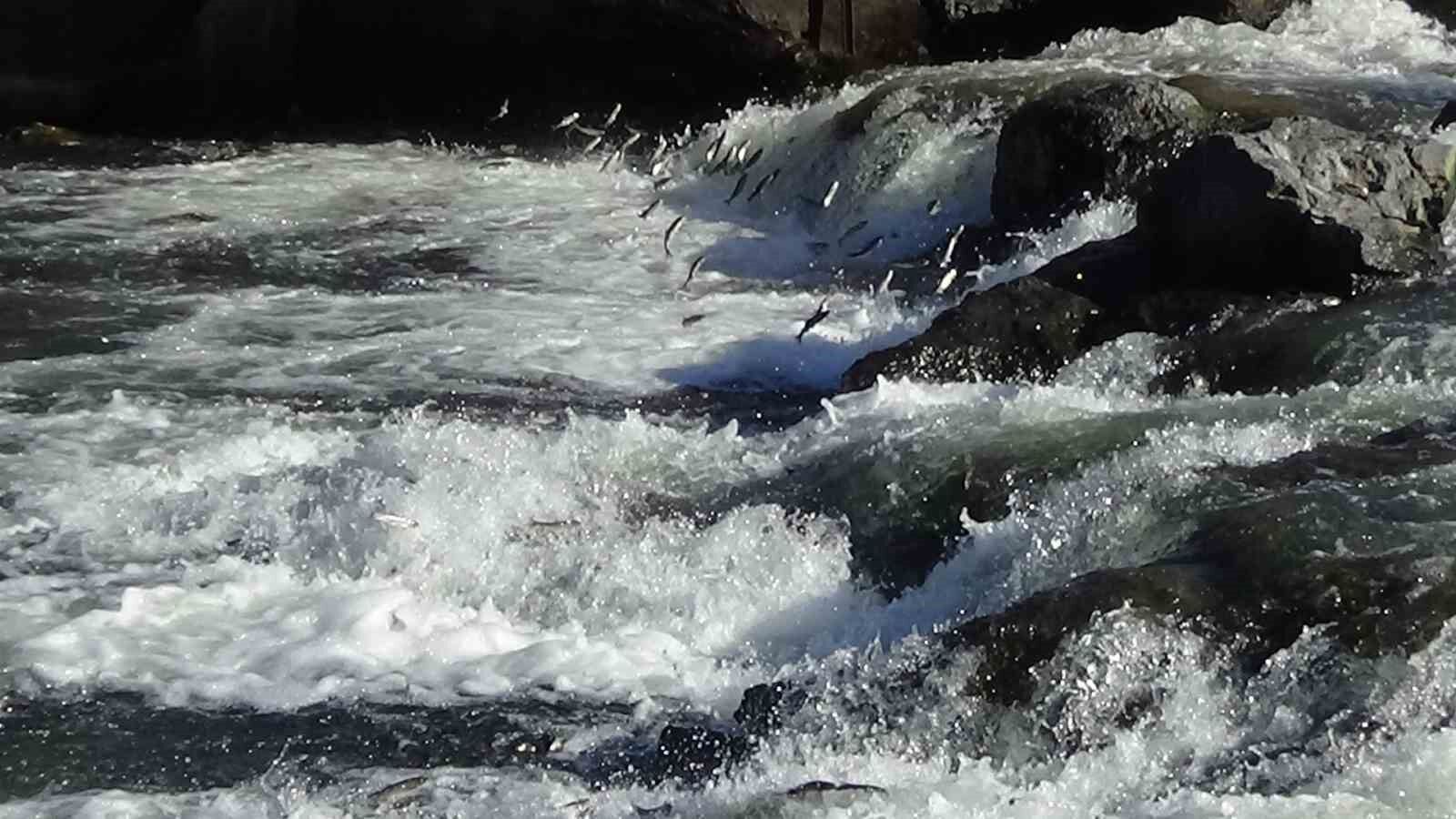 Van’da 3 aylık süreçte kaçak avlanan 78 ton inci kefaline el konuldu