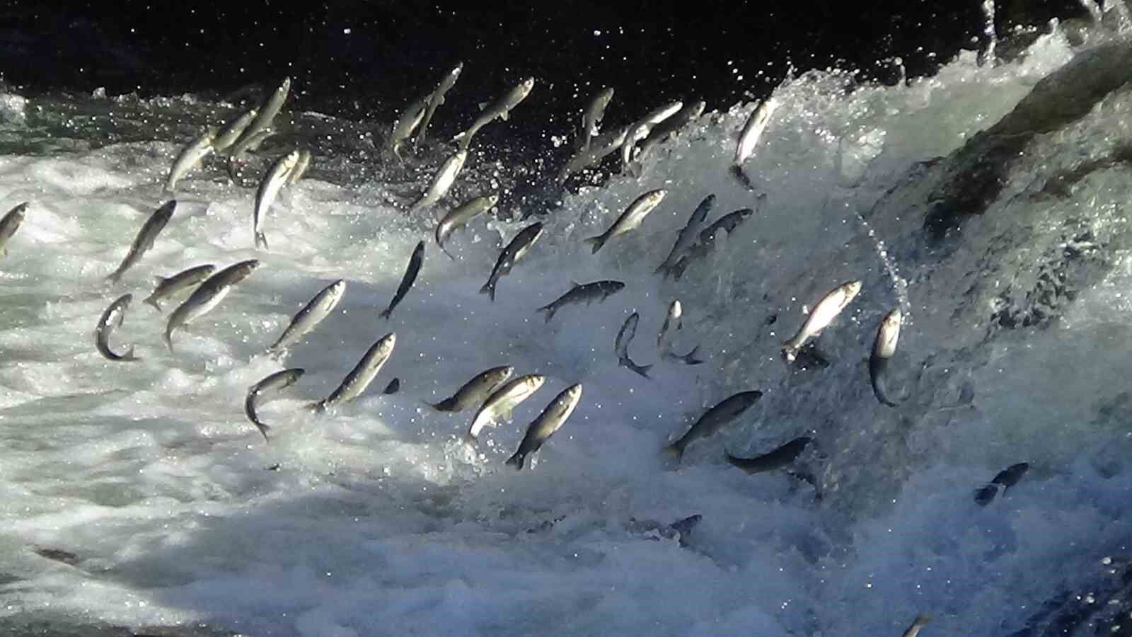 Van’da 3 aylık süreçte kaçak avlanan 78 ton inci kefaline el konuldu