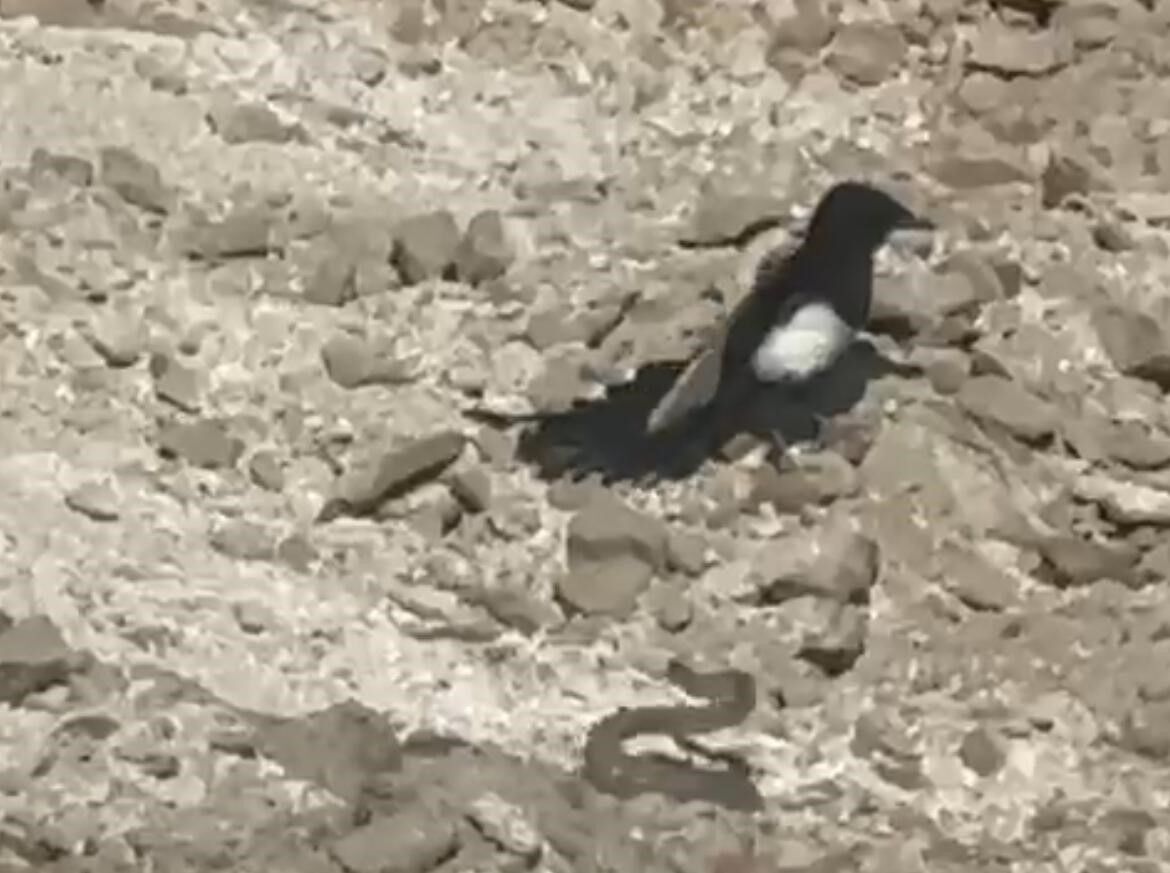 Yılanın karga ve kartalla mücadelesi kameralara yansıdı