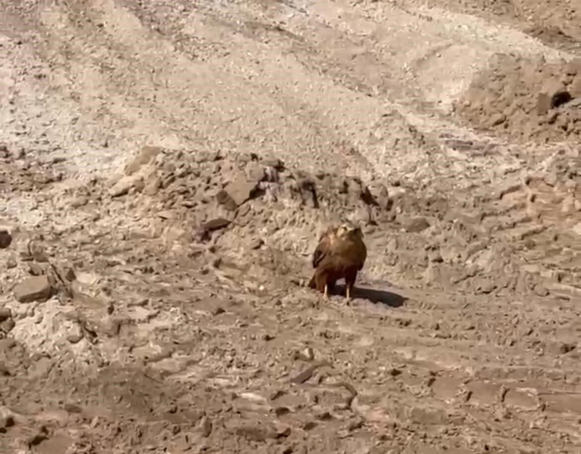 Yılanın karga ve kartalla mücadelesi kameralara yansıdı