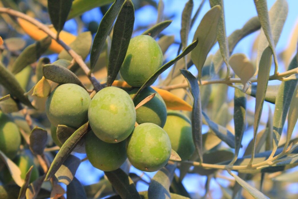 Zeytinyağında bu fiyatları 