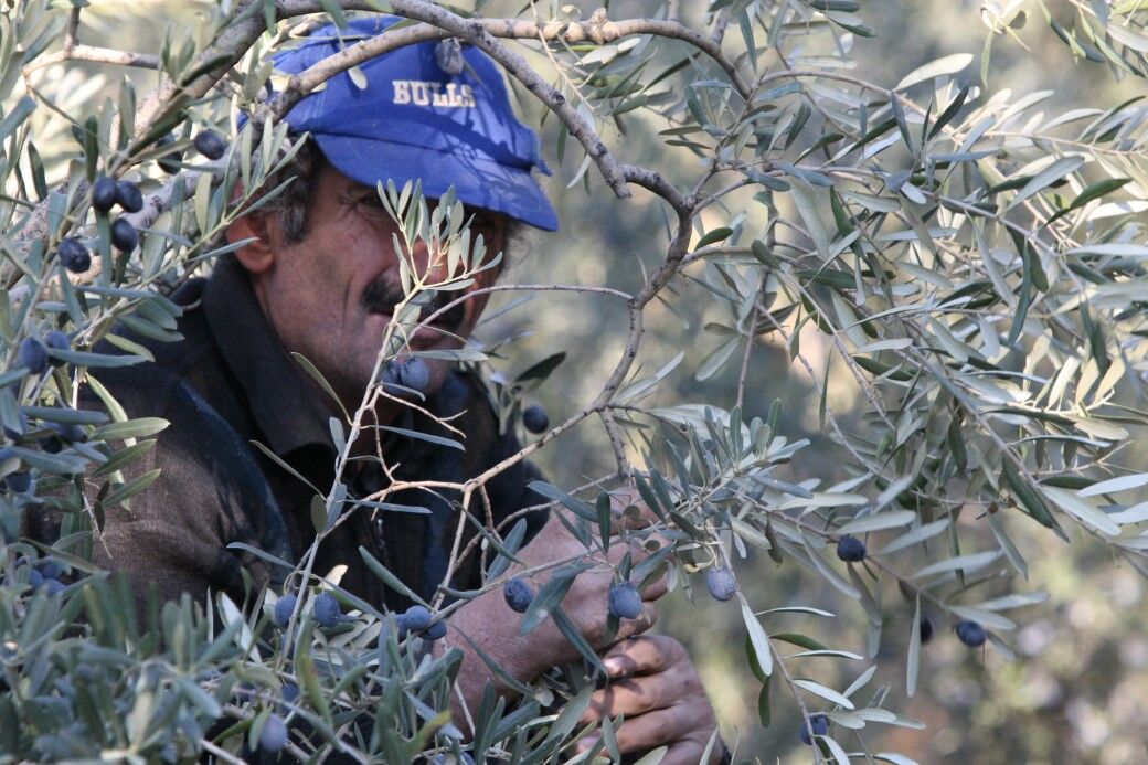 Zeytinyağında bu fiyatları 