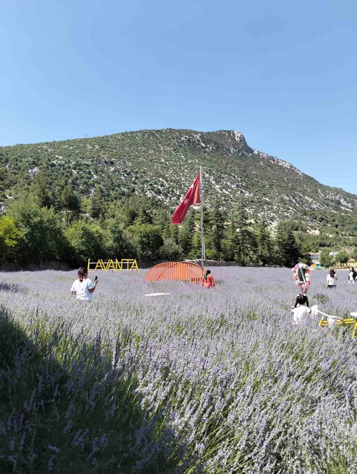 Lavanta Kokulu Hanımağalar