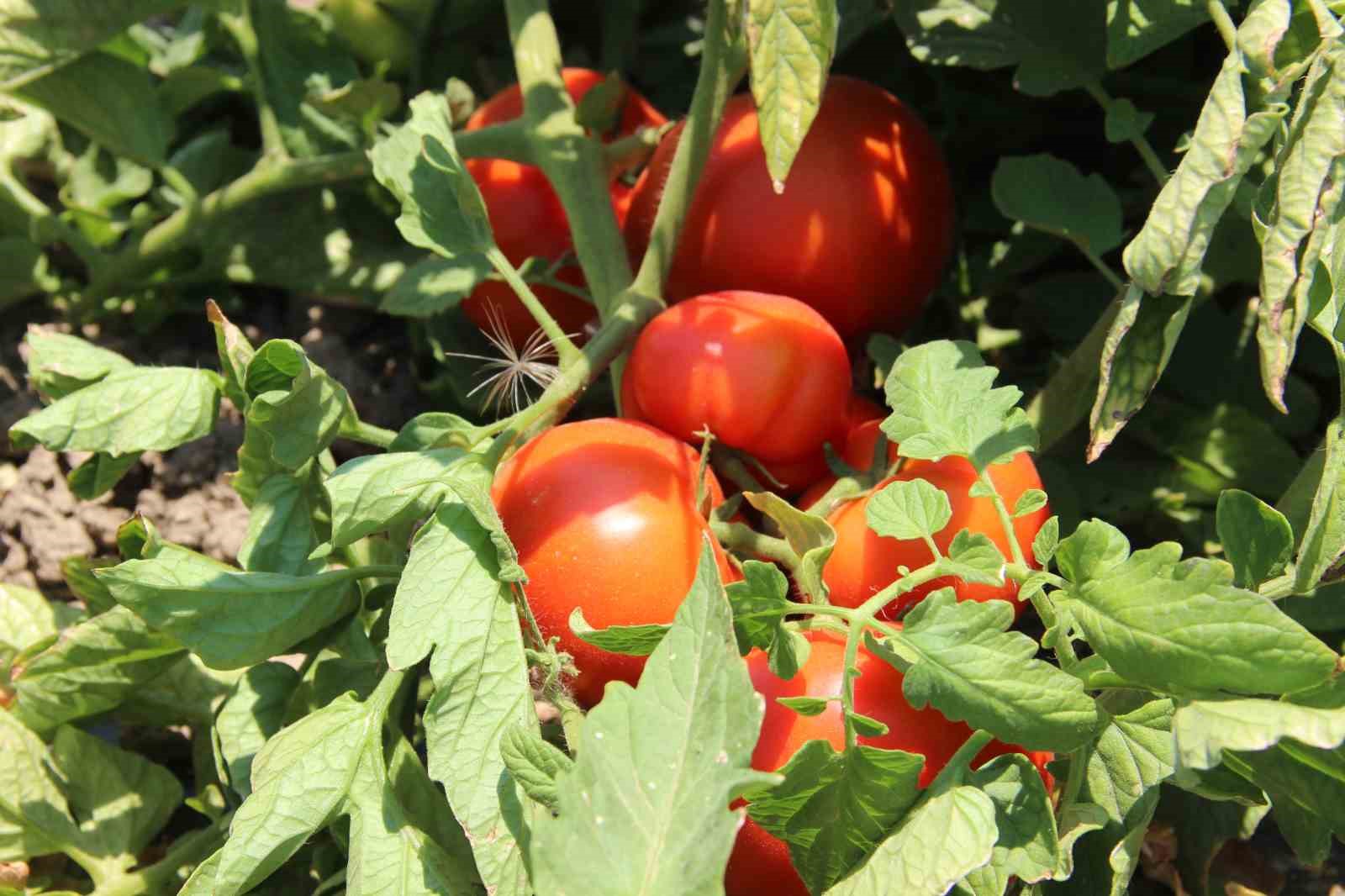 Hem hastalıklardan kurtuldular hem verimi artırdılar