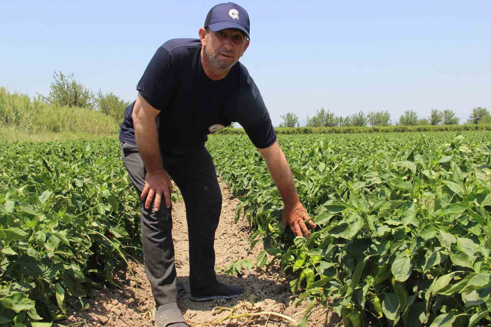 Hem hastalıklardan kurtuldular hem verimi artırdılar