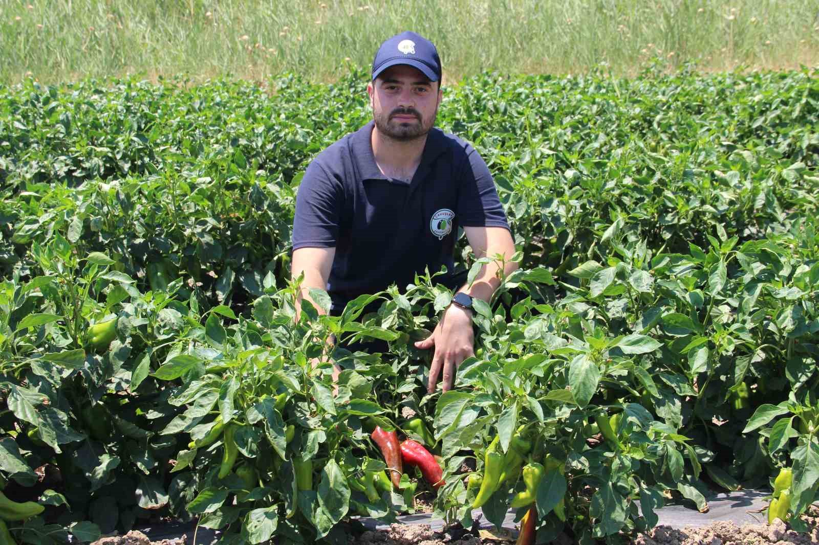 Hem hastalıklardan kurtuldular hem verimi artırdılar